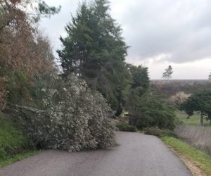 Tempestade Kristin: as imagens da destruição IMG 20260128 WA0032