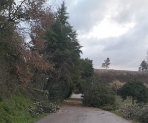 Tempestade Kristin: as imagens da destruição IMG 20260128 WA0036
