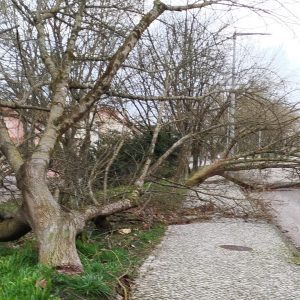 IMG 20260128 080954