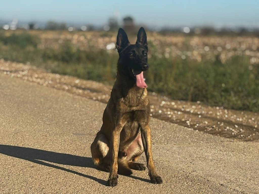 Apelo: cão desapareceu (Atualização)* apelo 1 3767666803537126 522706908547084346 n