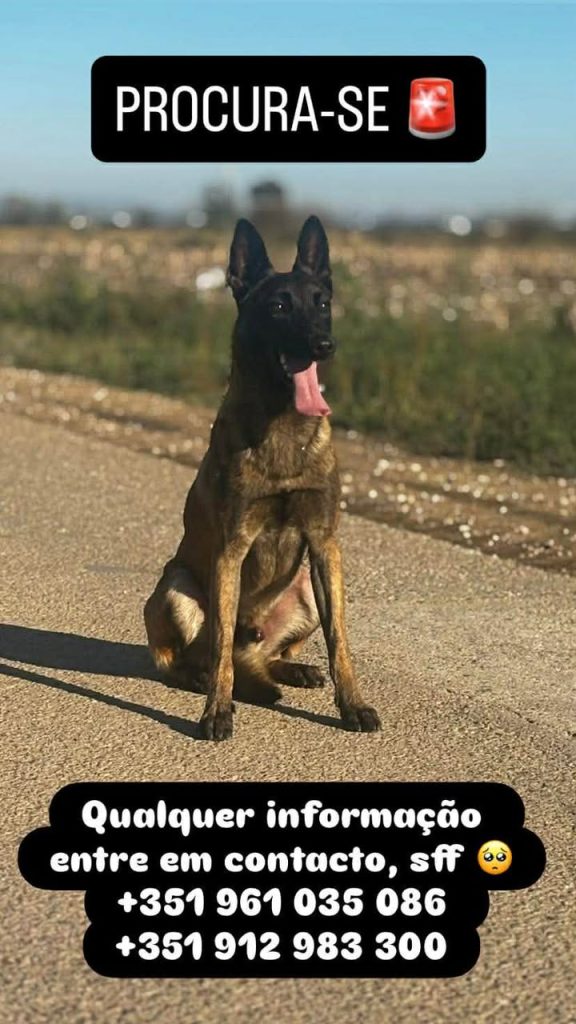 Apelo: cão desapareceu (Atualização)* apelo 932892861 9211479401461003923 n