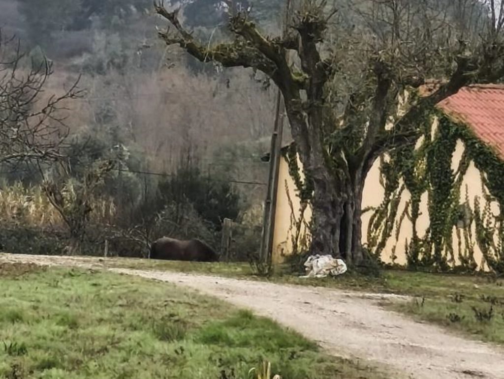 Alerta animal cavalos 5678