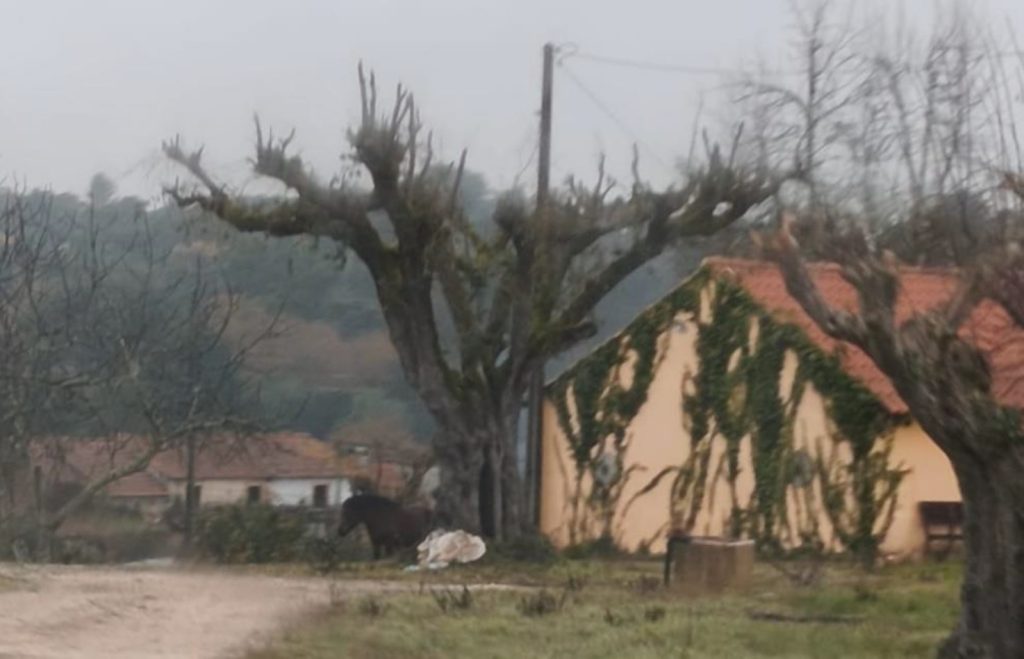 Alerta animal cavalos45678