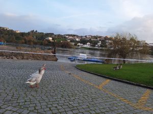 Nível do rio Tejo vai continuar a subir até quarta feira à noite (c/ fotos) cheias Tancos 20260124 172253