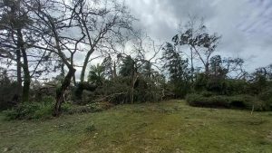 Mais de 200 árvores destruídas na quinta das Avessadas (C/ fotos e vídeo) quinta das avessadas 39829174197143 7600737455182760918 n