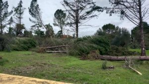 Mais de 200 árvores destruídas na quinta das Avessadas (C/ fotos e vídeo) quinta das avessadas 747 1244440957134266 8086359250593776199 n