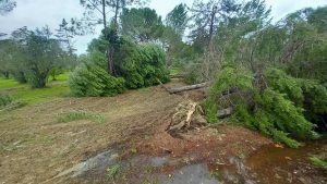 Mais de 200 árvores destruídas na quinta das Avessadas (C/ fotos e vídeo) quinta das avessadas 88137795344 6072311191697364576 n