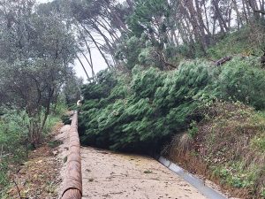 tempestade pinhal santa barbara 20260215 110933