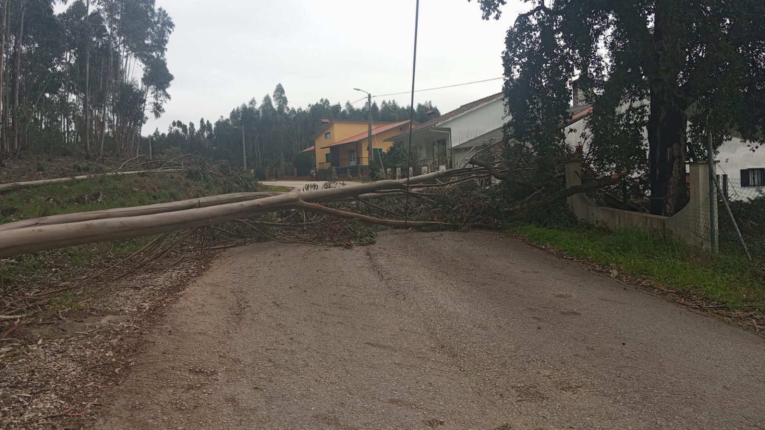 Árvore caída corta estrada das Aboboreiras IMG 20260306 WA0003