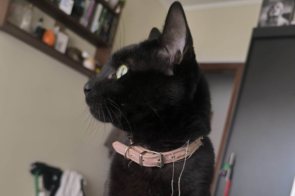 Apelo: gato desapareceu (Atualização)* IMG 20250516 WA0008 Copia