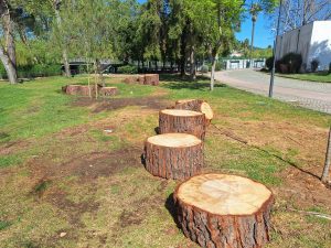 Na natureza nada se perde… arvores 20260405 110848