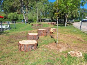 Na natureza nada se perde… arvores 20260412 110113