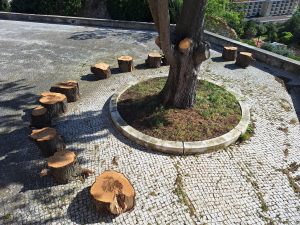 Na natureza nada se perde… arvores ermida 20260412 102612