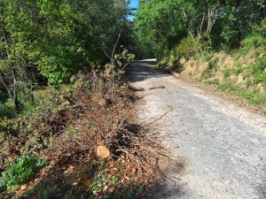 Ainda há muito a fazer para recuperar a Mata dos Sete Montes (c/ fotos) mata 20260405 101958