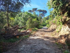 Ainda há muito a fazer para recuperar a Mata dos Sete Montes (c/ fotos) mata 20260405 102353