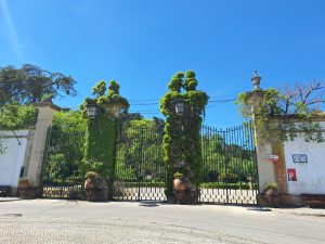 Ainda há muito a fazer para recuperar a Mata dos Sete Montes (c/ fotos) mata 20260405 125218