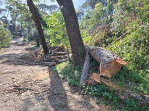 Ainda há muito a fazer para recuperar a Mata dos Sete Montes (c/ fotos) mata charolinha 20260405 102600