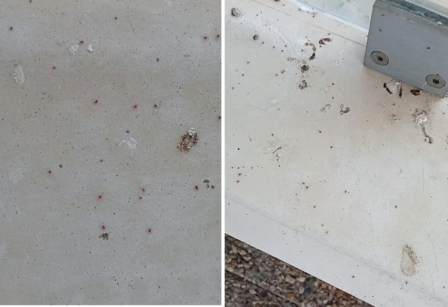 Praga de piolhos de pombos na estação de Lamarosa (c/ vídeo) piolho
