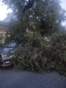 Ramo de árvore cai para cima de automóvel arvore 32368925137556 4680133374069285651 n