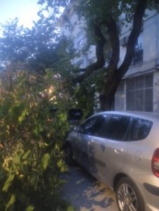 Ramo de árvore cai para cima de automóvel arvore 1532369135137535 506082734441192903 n