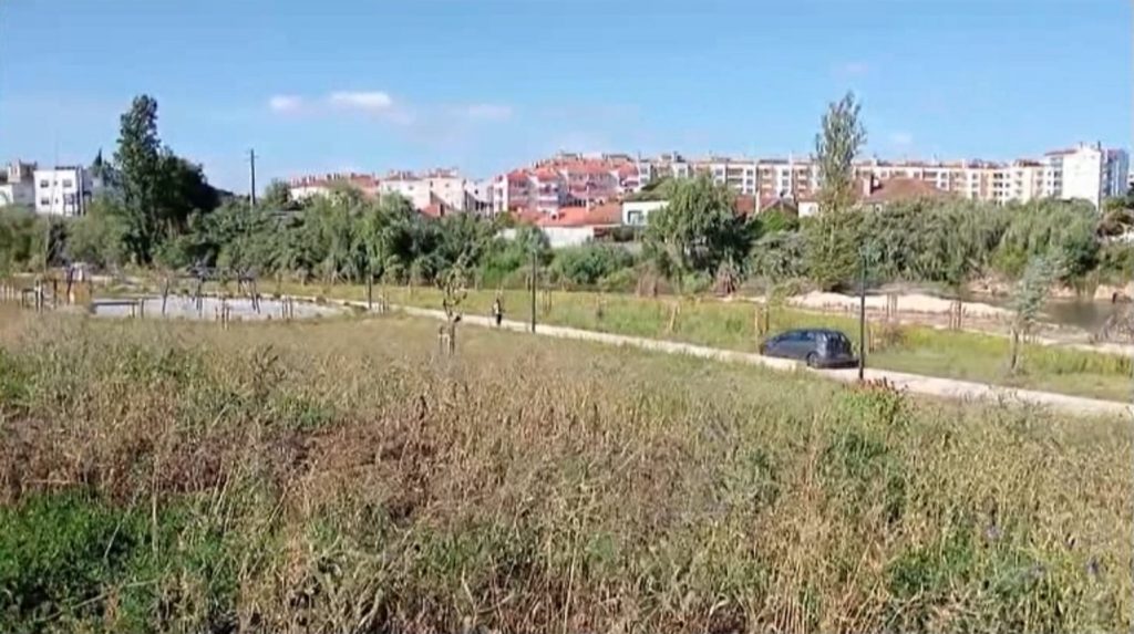 De carro no Flecheiro para recolher lenha (C/ vídeo) carro flecheiro
