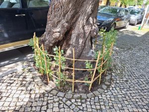 Favas cresceram numa rua de Tomar e já foram servidas à mesa favas 20260515 135726
