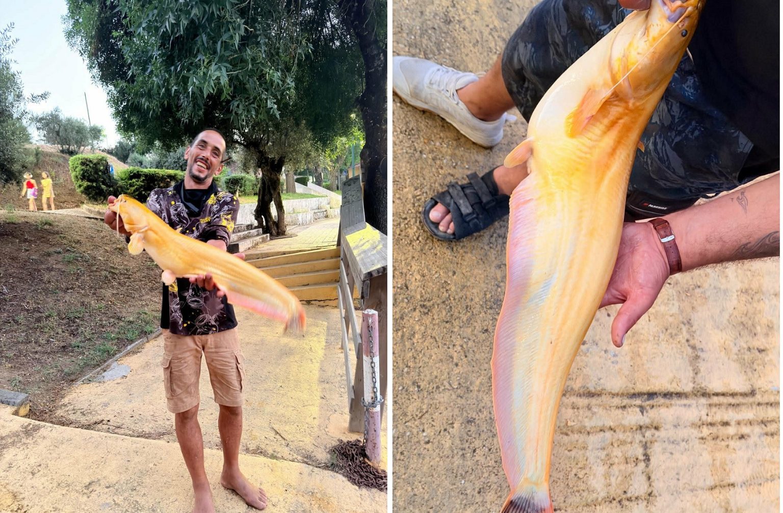 Pescador de Tomar captura Siluro Mandarim no rio Tejo siluro 6789