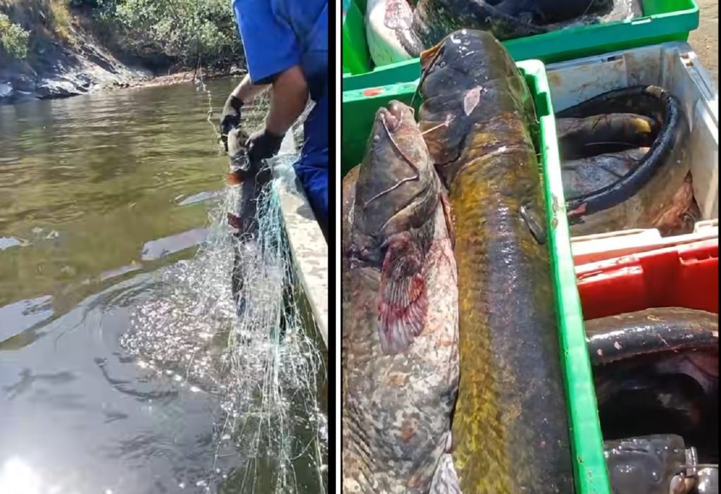 ICNF pescou mais de 2,3 toneladas de siluro no rio Tejo siluro 7890