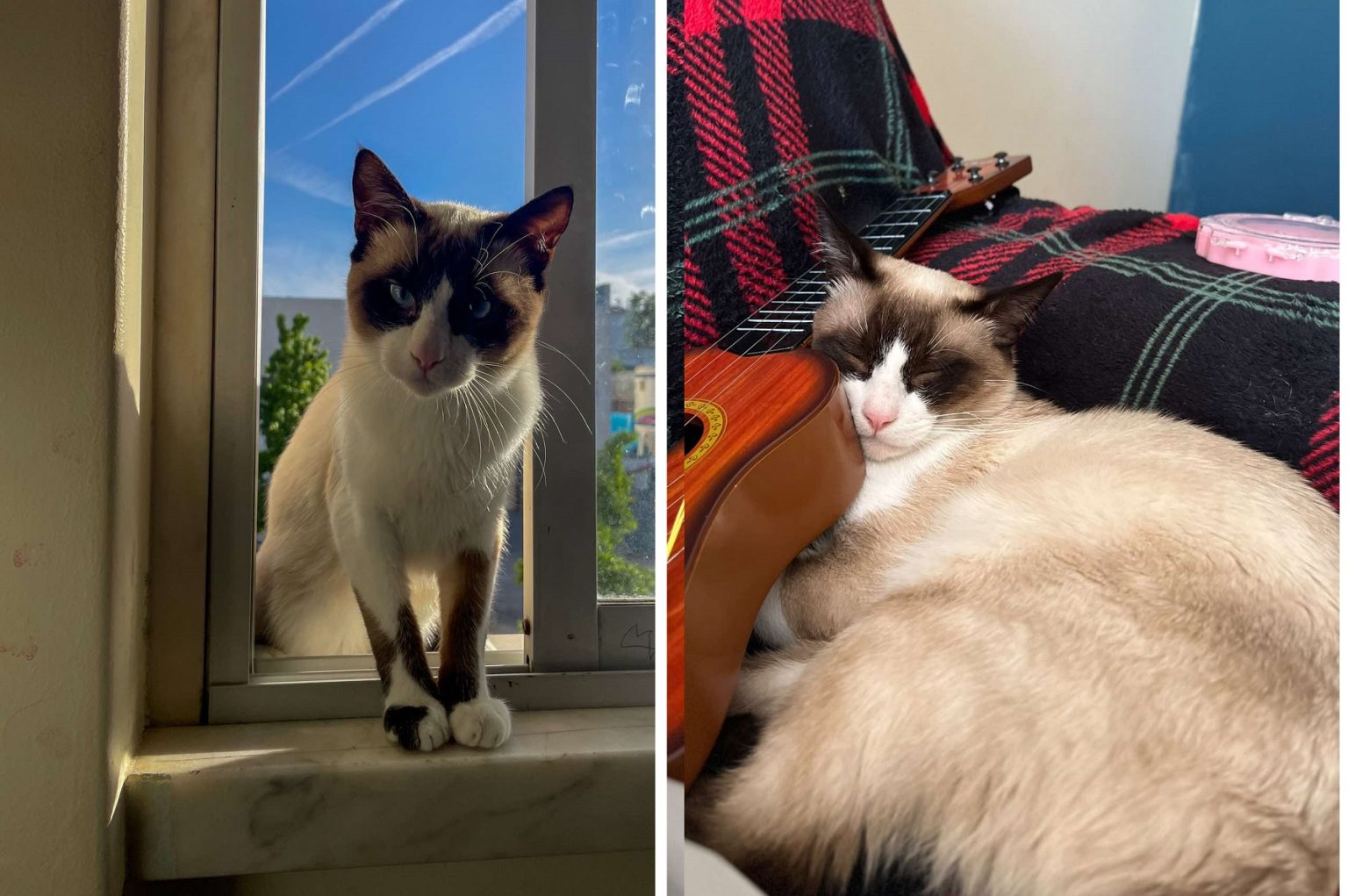 Apelo: gato desapareceu (Atualização)* apelo 67890