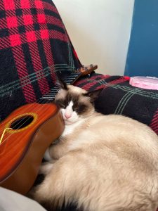 Apelo: gato desapareceu (Atualização)* apelo image 1338965900937105