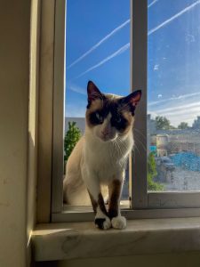 Apelo: gato desapareceu (Atualização)* apelo image 3405758986268622