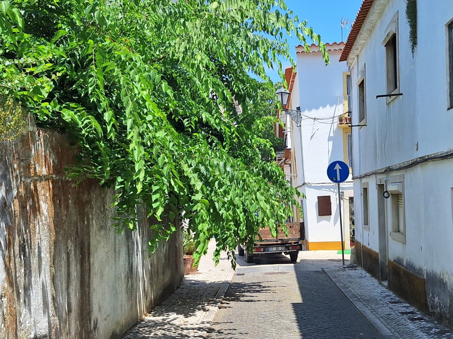 Árvore tapa rua de Tomar arvore 20260615 142610 Copia