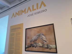 José Ribeiro expõe fotografias da natureza na Levada jose ribeiro 20260628 141556