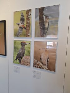 José Ribeiro expõe fotografias da natureza na Levada jose ribeiro 20260628 141720
