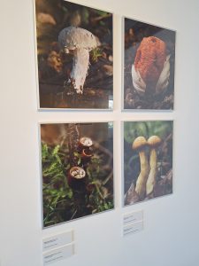 José Ribeiro expõe fotografias da natureza na Levada jose ribeiro 20260628 141935