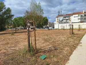 Mais de 50 árvores secaram no Flecheiro Flecheiro 20260719 102016