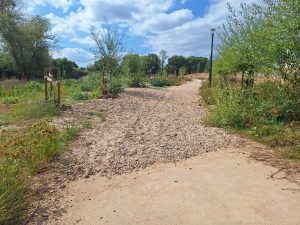 Mais de 50 árvores secaram no Flecheiro Flecheiro 20260719 102326