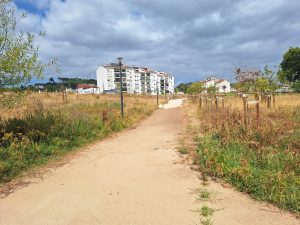 Mais de 50 árvores secaram no Flecheiro Flecheiro 20260719 102336