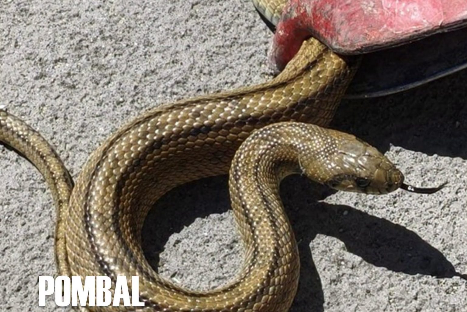 cobra 12860918 3523491737411859569 n