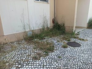 ervas 5301865375781 3716231240422614479 n