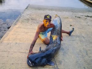 Pescadores da região capturam Siluro com 2 metros de comprimento siluro 5719310256917 1858534267601438591 n
