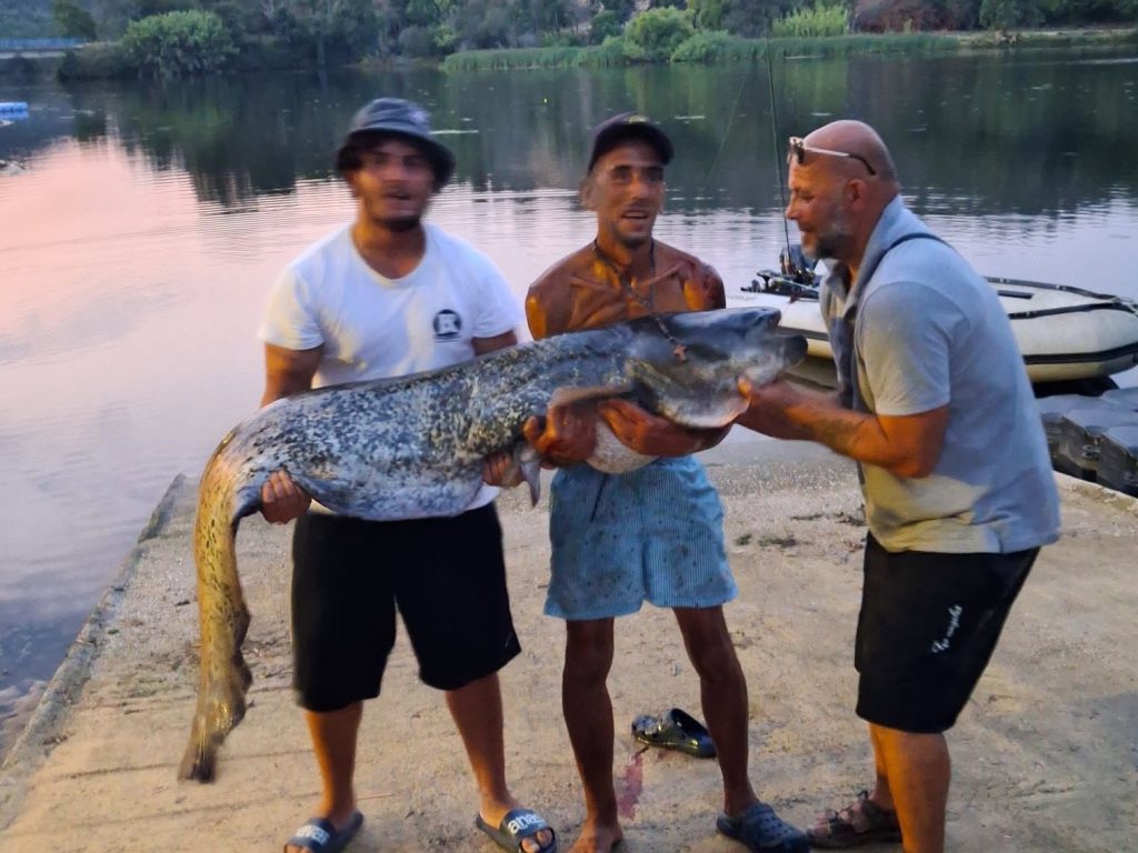 Pescadores da região capturam Siluro com 2 metros de comprimento siluro 95720010256847 3667165774296578460 n
