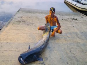 Pescadores da região capturam Siluro com 2 metros de comprimento siluro ger creation 83DCBE9A A292 469B BA65 6505EF031D4B