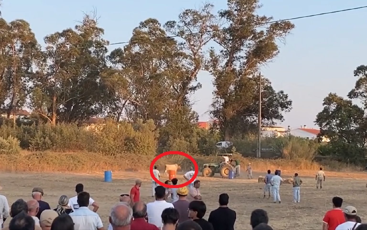 Riachos: touro foge e provoca quatro feridos (c/ vídeo) touro riachos