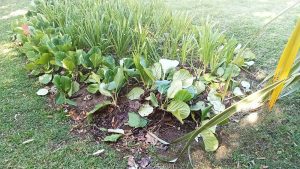 Um candeeiro tombado e alguns estragos no jardim da Várzea Pequena varzea pequena IIMG 20260707 WA0034