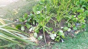 Um candeeiro tombado e alguns estragos no jardim da Várzea Pequena varzea pequenaIMG 20260707 WA0029