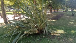 Um candeeiro tombado e alguns estragos no jardim da Várzea Pequena varzea pequenaIMG 20260707 WA0030