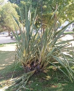 Um candeeiro tombado e alguns estragos no jardim da Várzea Pequena varzea pequenaIMG 20260707 WA0032