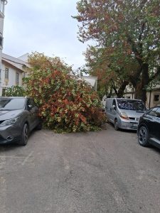 Camião derruba árvore na rua dos Arcos (com fotos) IMG 20260814 WA0001