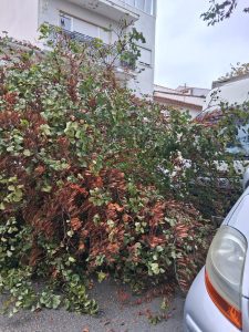 Camião derruba árvore na rua dos Arcos (com fotos) IMG 20260814 WA0002